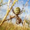 Ursprünglich ist die Wespen- oder Zebraspinne in wärmeren Regionen beheimatet. Doch langsam breitet sie sich auch in Deutschland aus. Silke Schilder wurde auf ihrer Pferdekoppel in Waizenbach fündig. „Bei genauerer Betrachtung der Weide entdeckte ich in geringen Abständen eine Spinne nach der anderen“, berichtet Schilder. Sie ernähren sich vor allem von Heuschrecken. Deshalb spannen sie ihr Netz in Bodennähe, um springende Insekten abzufangen. Brutal verläuft die Fortpflanzung. Das Männchen verstümmelt sich selbst, bevor es nach dem Paarungsakt vom Weibchen aufgefressen wird. Der Biss der Wespenspinne gilt für Menschen als ungefährlich und höchstens ein bisschen schmerzhaft.