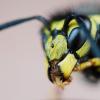 Wespen gehören zum Sommer. Das vertraute "Summ, summ, summ" kann aber auch zu einem "Mmmus, Mmmus, Mmmus" werden.
