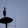 Zaungast an beiden Abenden: ein Storch auf dem Rathausdach. Zaungast an beiden Abenden: ein Storch auf dem Rathausdach.