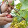 Auf den ersten Weingütern hat die Lese für den Federweißen begonnen. Winzer Marcus Hegwein aus Markt Einersheim (Lkr. Kitzingen, im Bild) startete mit Beginn der Woche die Ernte für den frühen Wein, der noch während des Gärungsprozesses ungefiltert zu Zwiebelkuchen oder einer deftigen Brotzeit getrunken wird. Der erste Federweiße soll an diesem Freitag fertig sein. Für den Federweißen eignen sich besonders sehr frühe Rebsorten, etwa der Ortega, eine Kreuzung aus Müller-Thurgau und Siegerrebe. Die meisten fränkischen Winzer warten noch ab: „Wir fangen am 2. und 3. September mit der Lese an“, erläuterte Kellermeister Christian Baumann von der Winzergemeinschaft Franken (GWF). Dann erhoffe er sich auch einen besseren Öchsle-Grad. (lby)
