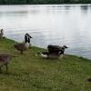 Die Gänse am Schweinfurter Baggersee sorgen vor allem wegen ihres Kots für Ärger. Im Ferienausschuss erklärte Stadtgrün-Chef Axel Meffert, was die Stadt tut, um dem Problem Herr zu werden.