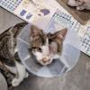 Kater Snoopy wurde mehrfach in den Kopf geschossen – wohl von einem Katzenhasser, der das Tier gezielt angelockt hatte, wie die Tierschutzinitiative vermutet.