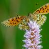 Nicht nur die Wiesen und wertvollen Waldlandschaften, auch die Bestände seltener Tierarten der Rhön sollen erhalten werden. Das Bild zeigt einen Randring-Perlmutterfalter (Boloria eunomia) im Schwarzen Moor. Nicht nur die Wiesen und wertvollen Waldlandschaften, auch die Bestände seltener Tierarten der Rhön sollen erhalten werden. Das Bild zeigt einen Randring-Perlmutterfalter (Boloria eunomia) im Schwarzen Moor.