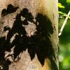 Beim Waldbaden schaut man schaut man genau hin–und entdeckt in Schatten Figuren Beim Waldbaden schaut man schaut man genau hin–und entdeckt in Schatten Figuren
