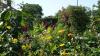 Der Kreisverband für Gartenbau und Landespflege Main-Spessart will auch in diesem Jahr eine Naturgartenzertifizierung durchführen.