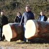Die „Braut“ von Hendungen ist die wertvollste Eiche von ganz Unterfranken. Auf dem Auktionsplatz neben der Autobahn fanden sich ein (von links) Revierförsterin Miriam Sauter, Förster Hartwig Storath, Roland Warmuth, Ute Kerschbaum und Florian Liening-Ewert.
