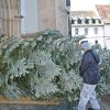Kräftig anpacken hieß es, als der Baum in die Stadtpfarrkirche und dort in den Chorraum transportiert und aufgestellt wurde. Kräftig anpacken hieß es, als der Baum in die Stadtpfarrkirche und dort in den Chorraum transportiert und aufgestellt wurde.