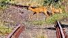 Rehe überqueren bei Gerolzhofen die Gleise der Steigerwaldbahn – völlig gefahrlos, denn auf der Strecke ist seit vielen Jahren kein Zug mehr gefahren. Das Bild entstand im Oktober 2020.