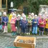 Die Vorschulkinder des Kinderhauses Gerolzhofen durften unter Anleitung des Stadtgärtners Herrn Dittrich im Stadtgarten Kartoffeln und Kürbisse ernten und vieles rund um die Kartoffel erfahren. So lernten die Kinder verschiedene Kartoffelarten, wie z.B. die rosane Amelie, den blauen Schweden oder die Nemo Kartoffel kennen und hatten viel Spaß. Wir sagen Herrn Dittrich und der Stadtverwaltung ein herzliches Dankeschön und hoffen, dass uns der Stadtgarten noch lange erhalten bleibt.