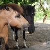 Sunshine, das 15-jährige Welsh-Pony, und der gleichaltrige Rudi, ein Shetlandpony, sind umgängliche Tiere. Ihre Besitzerin versteht nicht, warum Unbekannte die Koppel beschädigen.