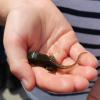 Jeder Ferienpass-Teilnehmer hat Spaß beim Betrachten der Tiere - hier eine Kaulquappe. Jeder Ferienpass-Teilnehmer hat Spaß beim Betrachten der Tiere - hier eine Kaulquappe.