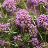 Würziger Duft: Der Langgrifflige Rosenwaldmeister riecht wie Marihuana.