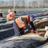 Pro Jahr arbeiten rund 8000 ausländische Saisonarbeiter in Unterfranken auf den Feldern. Dazu kommen rund 2000 bis 3000 Helfer in den Weinbergen. Halten sie die geforderten Hygiene-Regeln ein?
