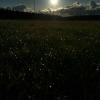 Ohne die Sonne gäbe es auf der Erde kein Leben. Leider wird unser Zentralgestirn oft in den Hintergrund gerückt. Lichtspiele im Gras.