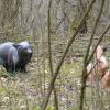 Dieser Silberfuchs scheint den Hasen hinterherzujagen. Er wird sie allerdings nie erreichen. Denn es handelt sich lediglich um Attrappen. Zu sehen sind sie in der Nähe des Kirschgartens bei Mellrichstadt im 3D-Bogenparcours der Jagdbogenfreunde Rhön.