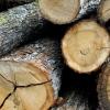 507 Festmeter Käferholz mussten im Wülfershäuser Wald im letzten Jahr beseitigt werden, in diesem Jahr sollen Pflegemaßnahmen nachgeholt werden.