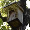 Hornissennester wie in diesem Vogelhaus im Garten von Familie Kübert in Neuendorf sind mittlerweile keine Seltenheit.