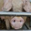 Schlechte Aussichten für Schweinehalter: Durch die Werksschließungen bei Tönnies könnte es auch in der Region zu Problemen bei der Abnahme von Mastschweinen und Ferkeln kommen.   