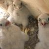 Drei der insgesamt fünf FalkenJungen im Nest in Abtswind aus nächster Nähe.