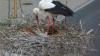 Fünflinge bei Familie Storch in Geiselwind