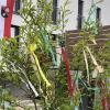 Maibaumaufstellungen gibt es zwar heuer nicht, doch im Kitzinger Stadtteil Sickershausen haben Bürger über 30 Gehölze mit bunten Streifen behängt.