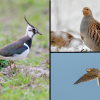 Der Landesbund für Vogel- und Naturschutz setzt sich für den Erhalt von Rebhuhn, Feldlerche und Kiebitz ein. 