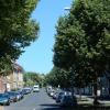 Mit einem Alleen-Konzept wollen die Stadtgärtner mehr Bäume in die Stadt bringen. Mit einem Alleen-Konzept wollen die Stadtgärtner mehr Bäume in die Stadt bringen.