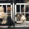 Das Polizeifoto zeigt die Gitterbox mit den 13 Hundewelpen im Kofferraum eines Autos.