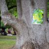 Die vielen prachtvollen Bäume machen den Ringpark zur grünen Lunge der Stadt. Die vielen prachtvollen Bäume machen den Ringpark zur grünen Lunge der Stadt.