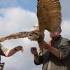 Endlich kann er wieder seine Flüge ausbreiten: Nach drei Wochen Pflege in der Greifvogelauffangstation in Würzburg bringen die Falkner Christine und Karl-Josef Kant einen Uhu zurück in die Freiheit. Foto: Patty Varasano