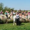 (ahe)   In diesem Jahr lud der Katholische Frauenbund Dingolshausen die Ferienkinder zu einem Erlebnistag auf dem Charolais-Hof der Familie Behringer ein. Die beiden Organisatorinnen Martina Menth und Ilona Heilmann-Schmiedel machten sich mit 17 Kindern bei sonnigem Wetter auf den Weg zum Außenstall des Betriebs, wo sie von der kompletten Familie Behringer (Roswitha und Robert mit ihren Kindern Markus und Katja) sowie deren Mitarbeiterin Elisabeth Döring empfangen wurden. Mit großem Eifer machten sich die Kinder gleich darüber, Äpfel aufzusammeln und daraus Apfelsaft herzustellen, den sie später dann auch verkosteten. Danach durften sie den Bauernhof besichtigen und dessen Tiere kennenlernen. Die Kühe ließen sich von den Kindern streicheln. Besonders begeistert waren die Teilnehmer von den kleinen Kälbchen, von denen sie eines sogar mit der Flasche füttern durften. Gespannt schauten sie zu, wie Milchkuh Berta von Roswitha Behringer gemolken wurde, bevor sie sich eifrig daran machten, beim Füttern der Schweine zu helfen. So ganz nebenbei lernten die Kinder einiges über die verschiedenen Futterarten und schauten sich interessiert das Futtersilo an. Bei Tierliebhaberin Roswitha Behringer gab es aber auch ein Reh zu bestaunen, das sie aufgezogen hat, und Kätzchen zu streicheln. Nach so vielen Erlebnissen ließen sich die Kinder die Brotzeit mit Brötchen, Kuchen, frischer Milch und selbst gemachtem Apfelsaft schmecken. Gestärkt ging es dann mit einer Ziegenrallye weiter. Mit Feuereifer führten die Kinder Ziegenbock Peter zur Strohballenraupe, bevor sie auf dieser entlangliefen und heruntersprangen. Die nächste Aufgabe war es, aus den Händen von Katja Behringer ein Seidenhuhn entgegenzunehmen und dieses in ein anderes Gehege zu setzen. Die Kinder lernten so spielerisch den Umgang mit Tieren und verloren die Scheu, diese anzufassen. Für viele Kinder  ging ein kleiner Traum in Erfüllung, als sie ein Pony striegeln und eine Runde reiten durften. Ein weiterer Höhepunkt für die kleinen Besucher war es, mit Markus Behringer auf dem Traktor zu fahren. Der erlebnisreiche Tag ging für die Kinder viel zu schnell zu Ende. Roswitha Behringer, die ihren Hof mit sehr viel Idealismus betreibt, lud die Kinder aber ein, sie jederzeit auf dem Hof besuchen zu kommen.