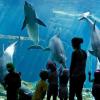 Im Delfinarium in Nürnberg können Delfine durch eine Scheibe beobachtet werden.