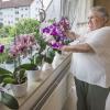 Oben: Trotz ihres Handicaps, der Vollblindheit, hat Maria Söldner ihren Humor bewahrt. Die 75-Jährige hegt und pflegt leidenschaftlich ihre Orchideen neben weiteren Pflanzenarten in ihrer Wohnung und auf dem Balkon. Links: Für Notizen, Telefonnummern, aber auch schöne Sätze aus Büchern bevorzugt Maria Söldner ihre Blindenstenomaschine/Punktschriftmaschine aus dem Jahr 1956 vor der Schreibtafel mit Kugelgriffel: Weil sie „mit der Hand wesentlich langsamer“ schreibt.