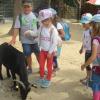 Die Blumen- und Sonnenkinder Kinder des Kinderhauses Niederlauer besuchten den Wildpark Drei Eichen in Schweinfurt.