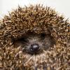 Igel (Symbolbild).