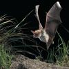 Mit der Würzburger Umweltstation können sich Interessierte jetzt auf Erkundungstour durch das Reich der Fledermäuse machen. Im Bild: das Große Mausohr (Myotis myotis). FOTO Dietmar Nills
