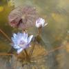 Eine botanische Seltenheit ist diese blauviolette Seerose aus Mittelamerika, die im Gartenteich der Familie Plener in Oberschwarzach zwei Blüten entwickelte.