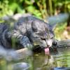 Der Wasserbottich hält das kühlende Nass bereit. Die Hitze der vergangenen Tage macht nicht nur Katzen durstig.