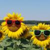 Diese zwei coolen Sonnenblumen standen in einem großen Sonnenblumenfeld bei Kolitzheim.