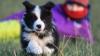 Ist er nicht niedlich, der kleine Border Collie? Doch wer sich von einem Welpen um den Finger wickeln lässt, kann sich Probleme für eine lange Hund-Mensch-Beziehung schaffen.