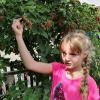 Im Hortgarten gibt es fast immer was zum Naschen, je nach Jahreszeit, nach Erdbeeren, Johannisbeeren und Himbeeren sind aktuell die Brombeeren an der Reihe. Im Hortgarten gibt es fast immer was zum Naschen, je nach Jahreszeit, nach Erdbeeren, Johannisbeeren und Himbeeren sind aktuell die Brombeeren an der Reihe.