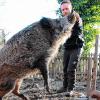 Weintrauben mag Wildschwein „Odin“ besonders gern. Seinem Ziehvater, dem Förster Tobias Wallrapp, frisst das zahme Schwein aus der Hand.