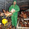 Solange die Vogelgrippe nicht ausgemerzt ist, muss auch Roland Rügheimer Schutzkleidung im Stall tragen.