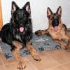 Max (links) und Lisa sind zwei deutsche Schäferhunde und haben auf ihrer Decke in ihrer Wohnung in Astheim Platz genommen. Dass sie noch gesund sind und dass vor allem Max noch lebt, ist Zufall. Dunja Steindorf ist ihr Frauchen und davon überzeugt, dass ein Unbekannter zweimal versucht hat, den Rüden mit Giftködern zu vergiften. FOTO: Siegfried Sebelka