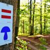 Auch auf eigene Faust können Besucher den Naturpark Spessart entdecken. Im neuen Programm sind vielfältige Infos Vorschläge für Wanderungen und Führungen dabei.