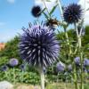 Bienen und Hummeln fliegen im Garten von Rita Ebert in Herlheim die Distel eifrig an. "Das ist schön zu beobachten", sagt Rita Ebert.