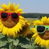Diese zwei coolen Sonnenblumen standen in einem großen Sonnenblumenfeld bei Kolitzheim.