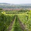 Der Ort Thüngersheim wird romantisch von Weinreben eingerahmt. Der Ort Thüngersheim wird romantisch von Weinreben eingerahmt.