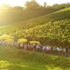 Das Fränkische Sommernachtsmärchen findet mitten in den Michelauer Weinbergen statt (Archivfoto). Das Fränkische Sommernachtsmärchen findet mitten in den Michelauer Weinbergen statt (Archivfoto).