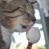 Katze Mina aus Ochsenfurt genießt in der sommerlichen Hitze ein Vanilleeis. Der Gesundheit wegen bekommt sie nur ganz wenig.